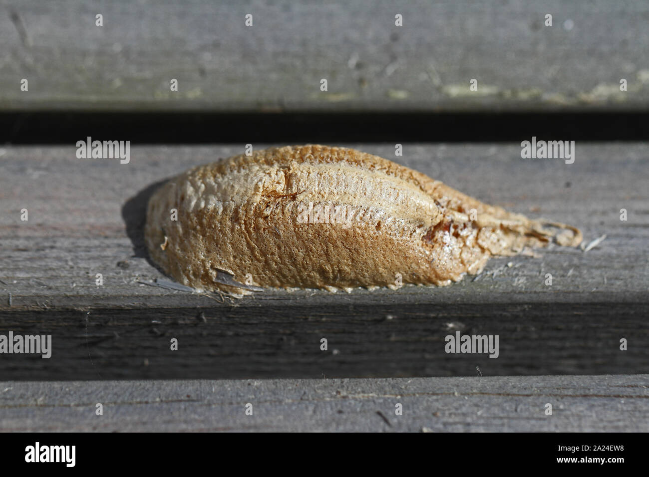 Praying mantis or mantid egg nest or ootheca plural oothecae close up