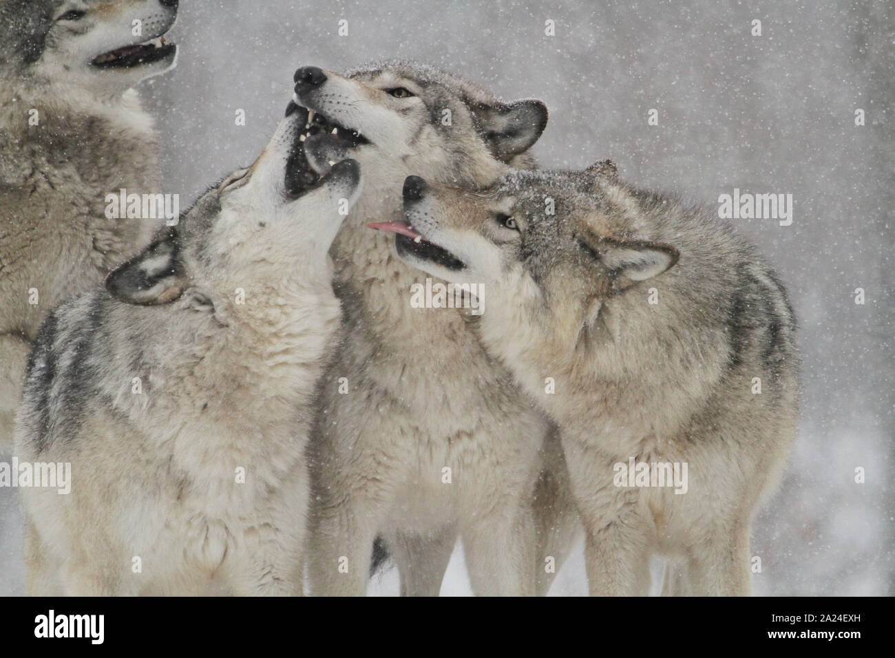 Timber wolves in the winter Stock Photo