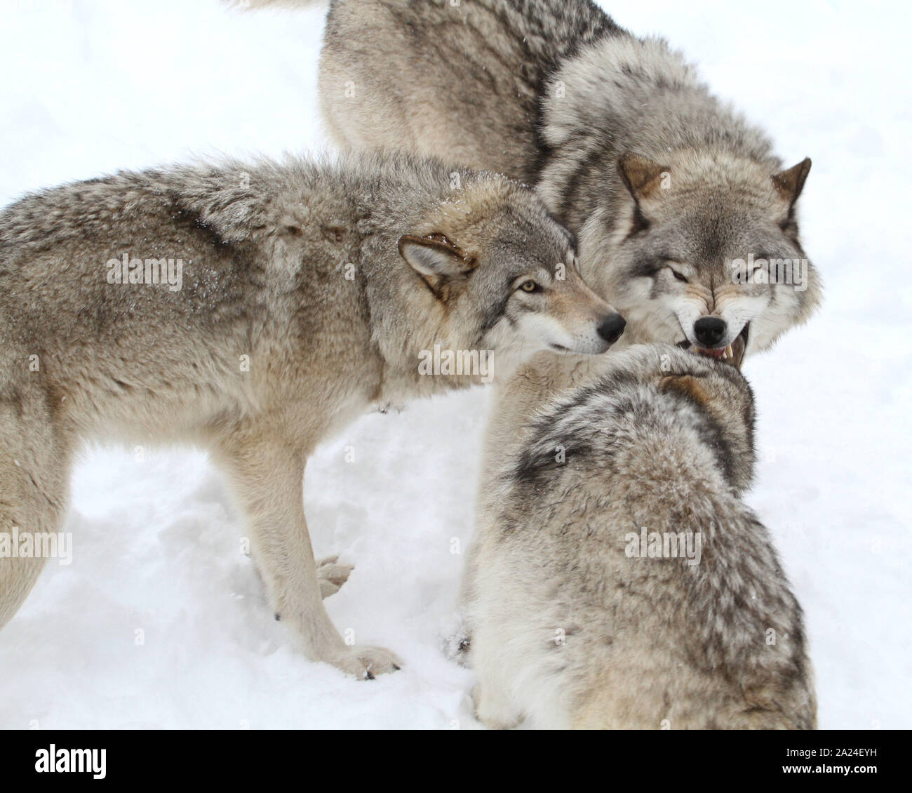 Timber wolves in the winter Stock Photo