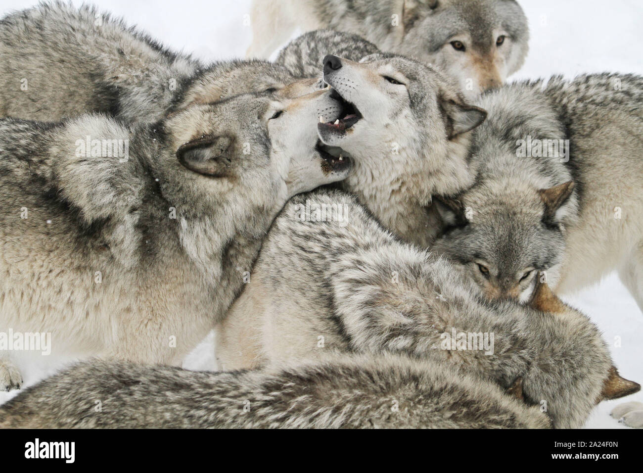 Timber wolves in the winter Stock Photo