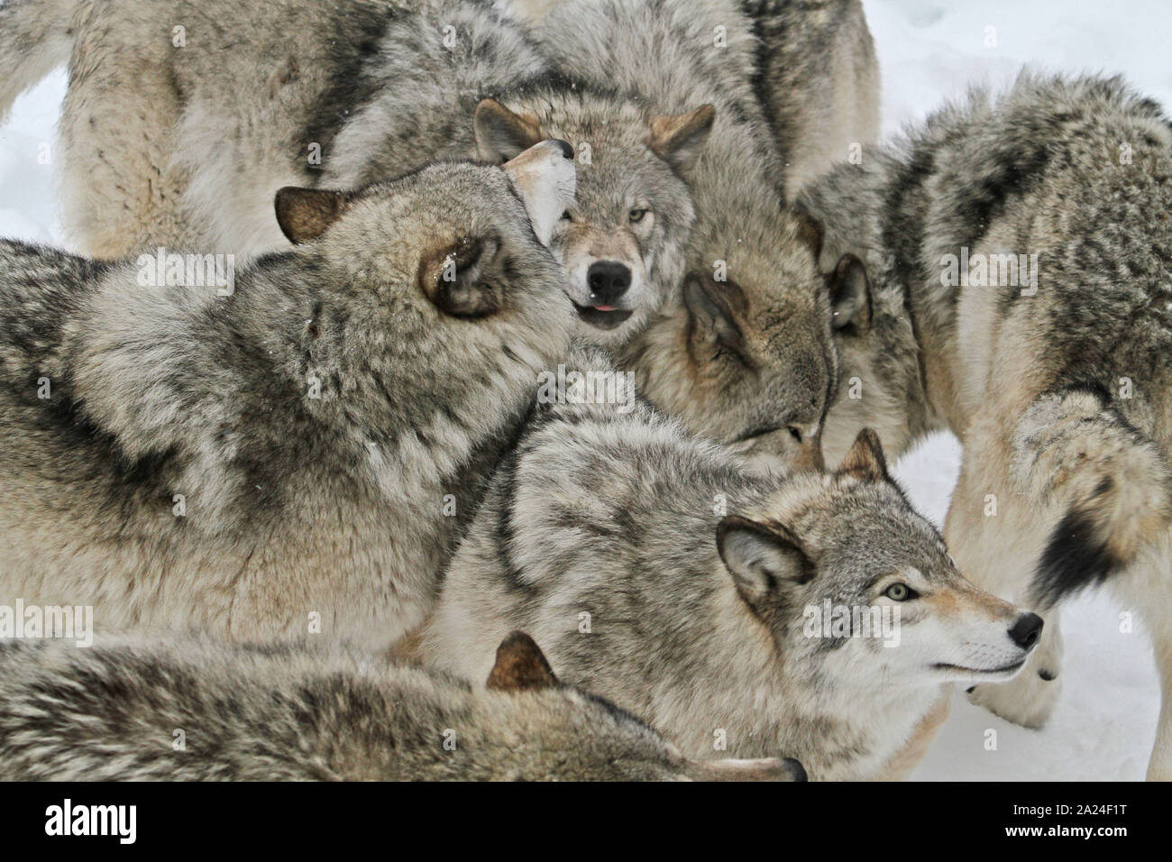 Timber wolves in the winter Stock Photo