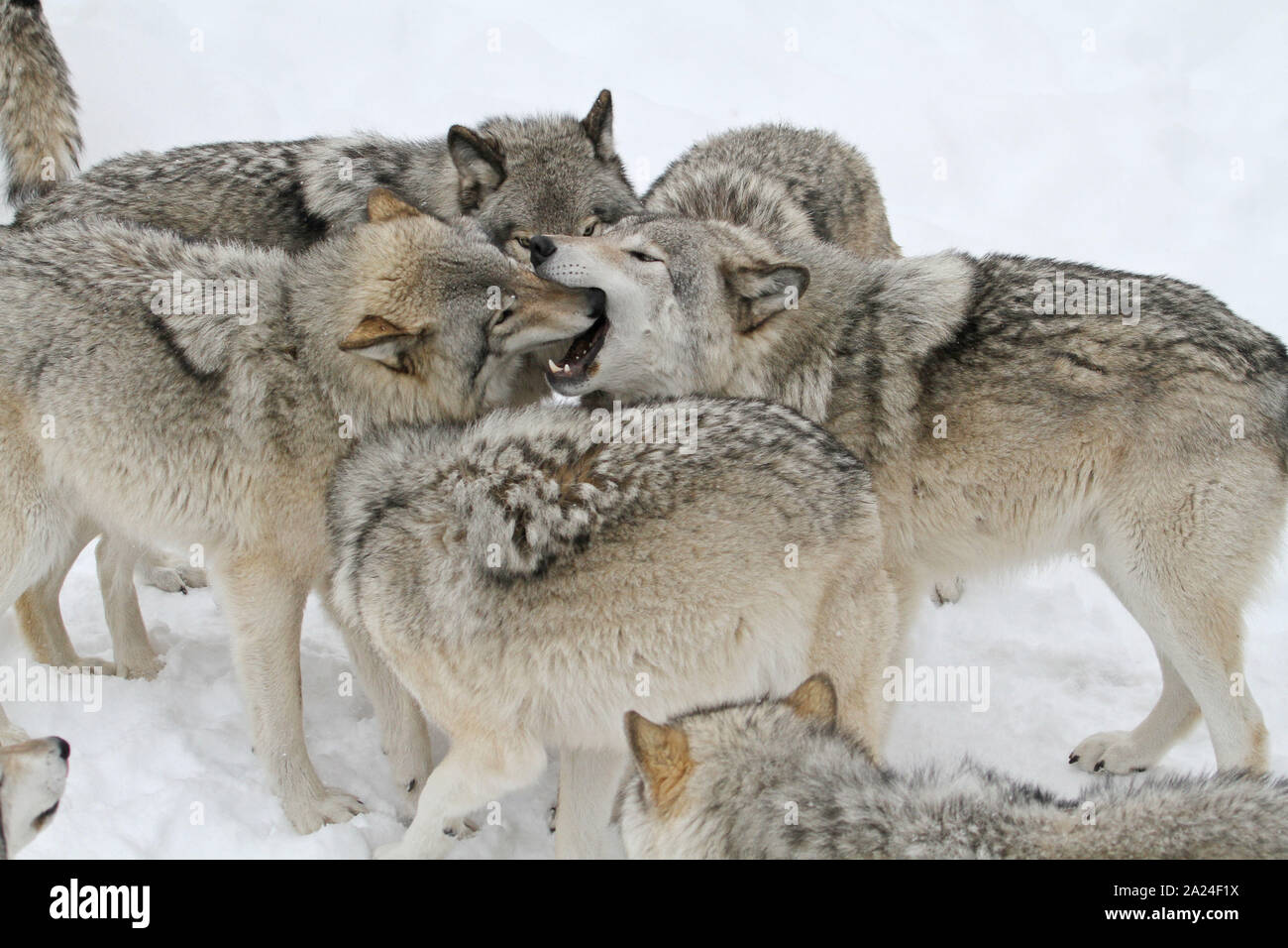 Timber wolves in the winter Stock Photo