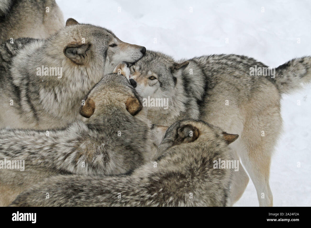 Timber wolves in the winter Stock Photo