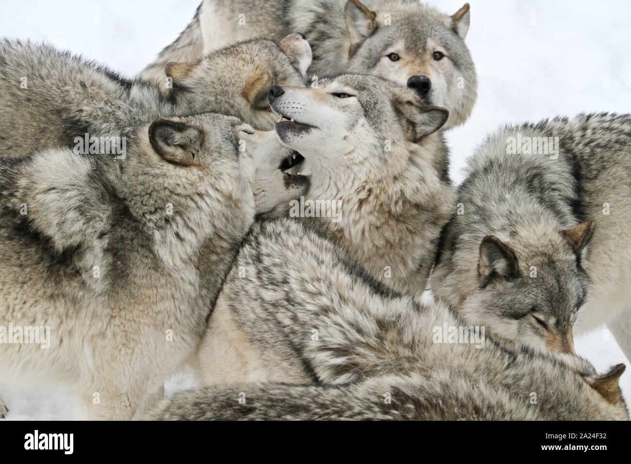 Timber wolves in the winter Stock Photo