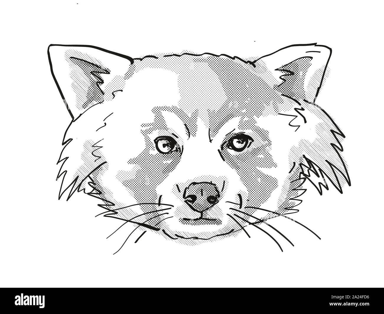 red panda drawing black and white
