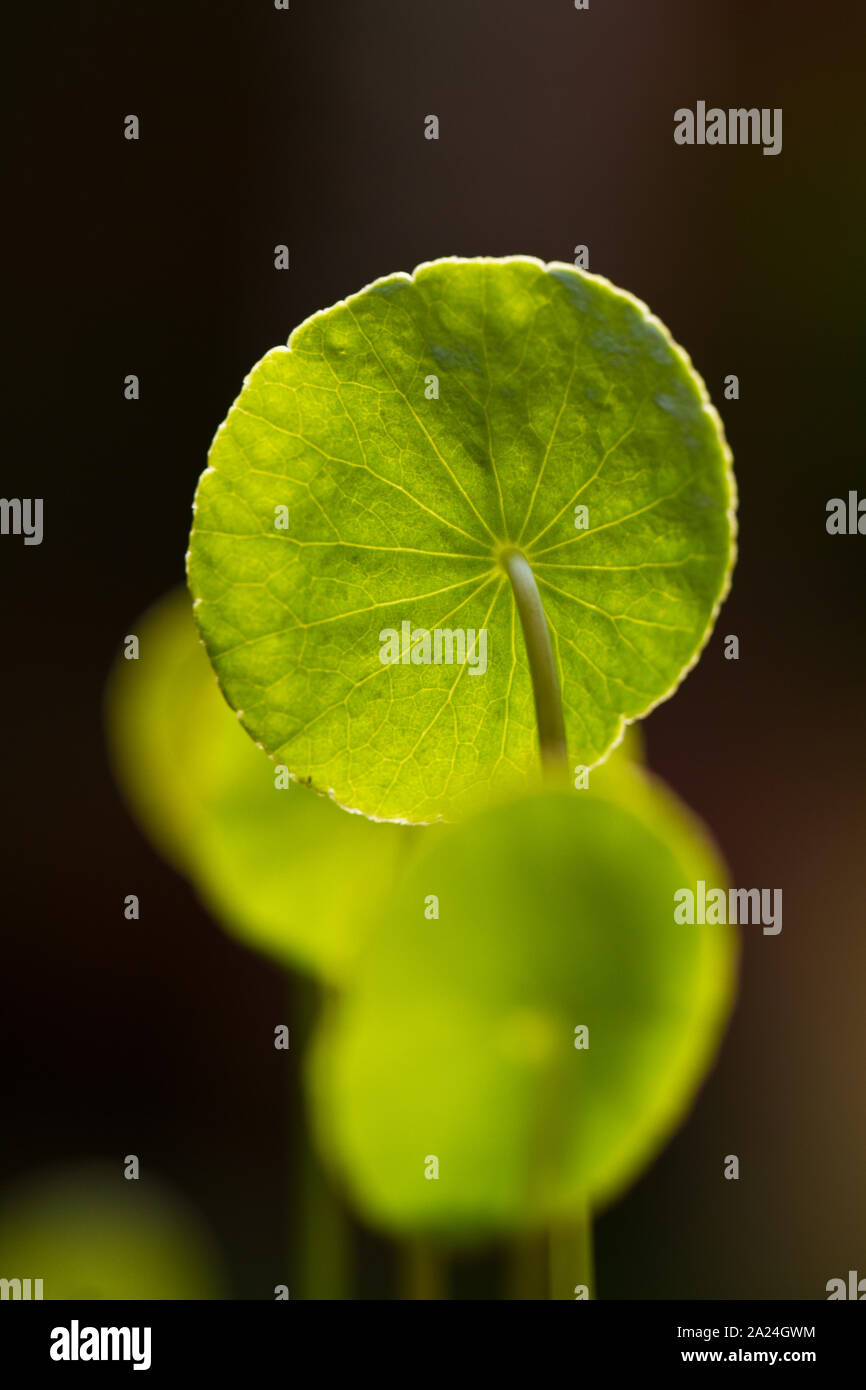 Centella asiatica leaves under the bright morning sun isolated with dark background Stock Photo