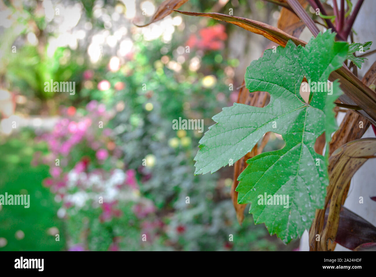 Leaf | Definations , Parts , vectors and Functions Stock Photo