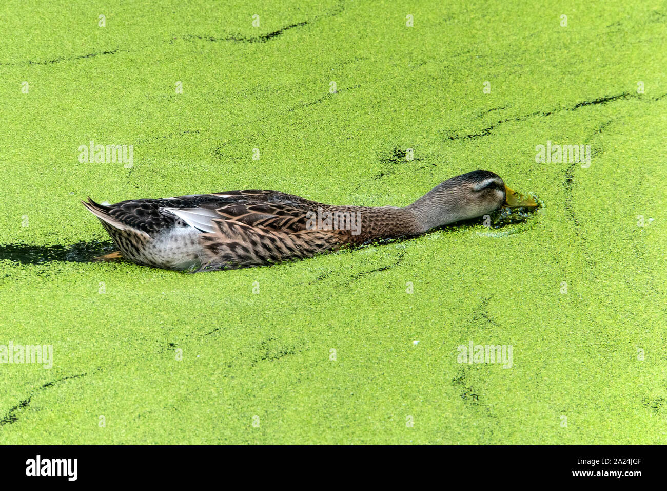 hen wood duck swimming in a marsh, through duck weed. Stock Photo