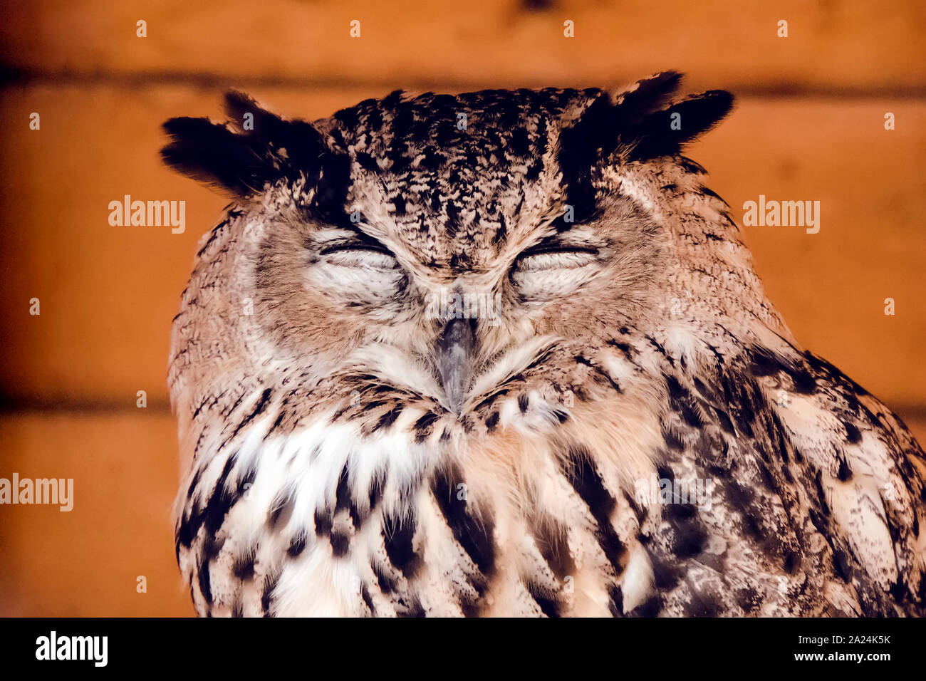 Great horned owl standing with eyes closed. Head of a sleeping owl closeup Stock Photo