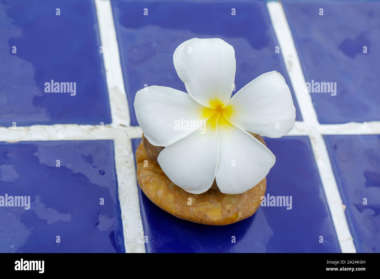 Plumeria Flowers On A Tile Floor Lay Beside The Pool Stock Photo Alamy