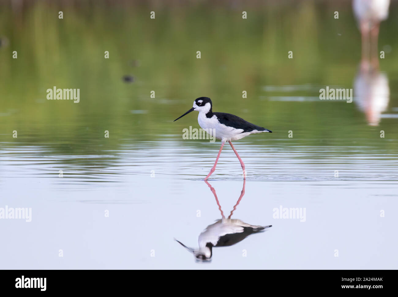 Black-necked stilt (Himantopus mexicanus) waging in the shell water, Galveston, Texas, USA. Stock Photo