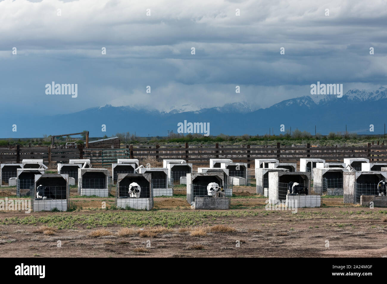 Penned calves, which from a distance look like pigs in stys, near