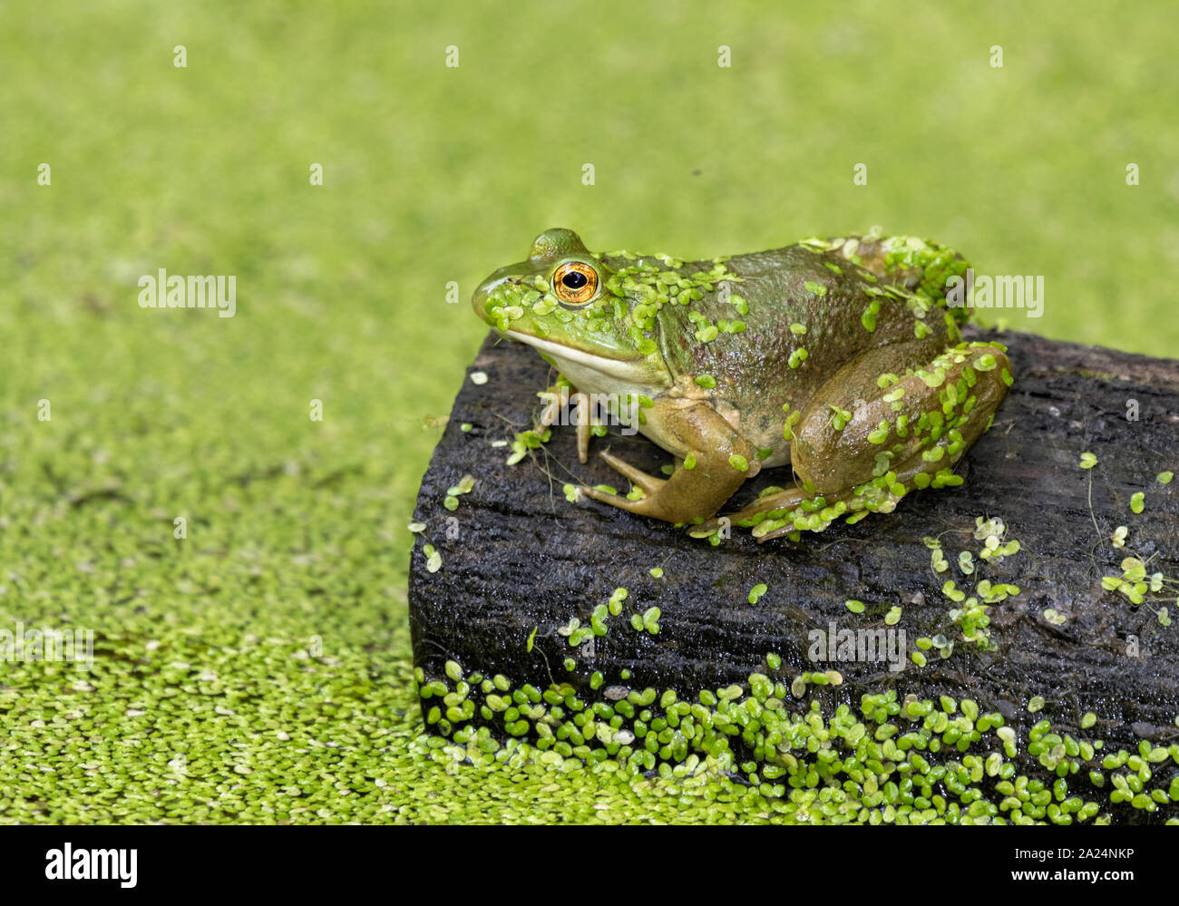 American Bullfrog at Legdes State Park, Iowa, USA Stock Photo