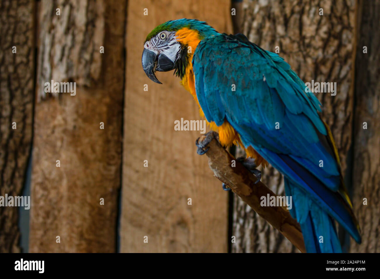 Blue Yellow Gold Macaw Parrot Bird Ara ararauna on Branch Looking Right Stock Photo
