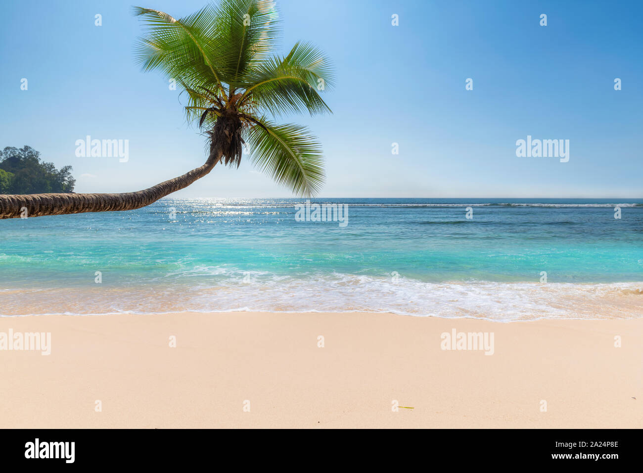 Coconut palm trees on over Sunny beach in tropical Stock Photo