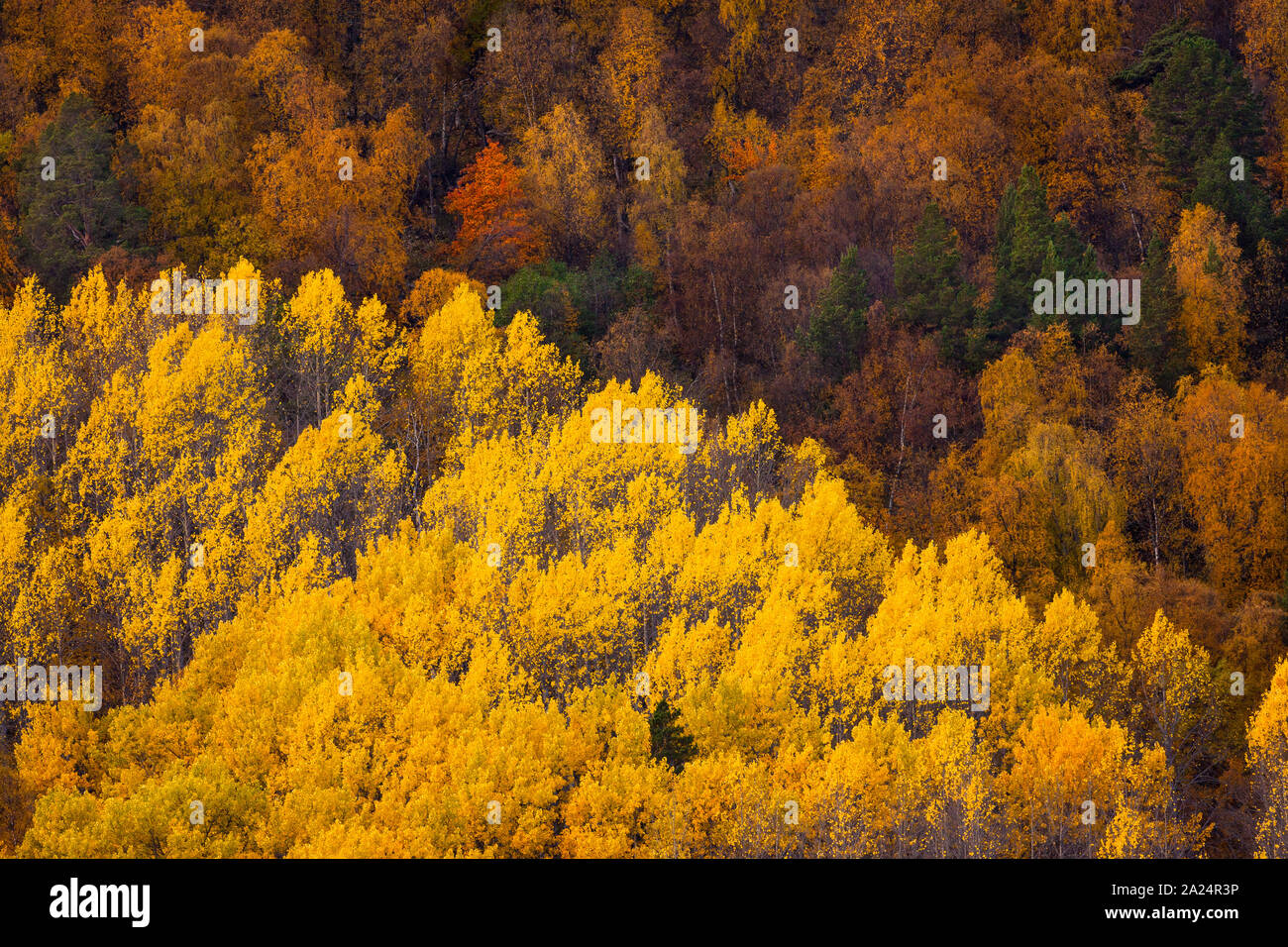Amazing autumn coloured foliage at Dombås in Dovre kommune, Oppland fylke, Norway. The yellow trees are common aspen, Populus tremula. Stock Photo