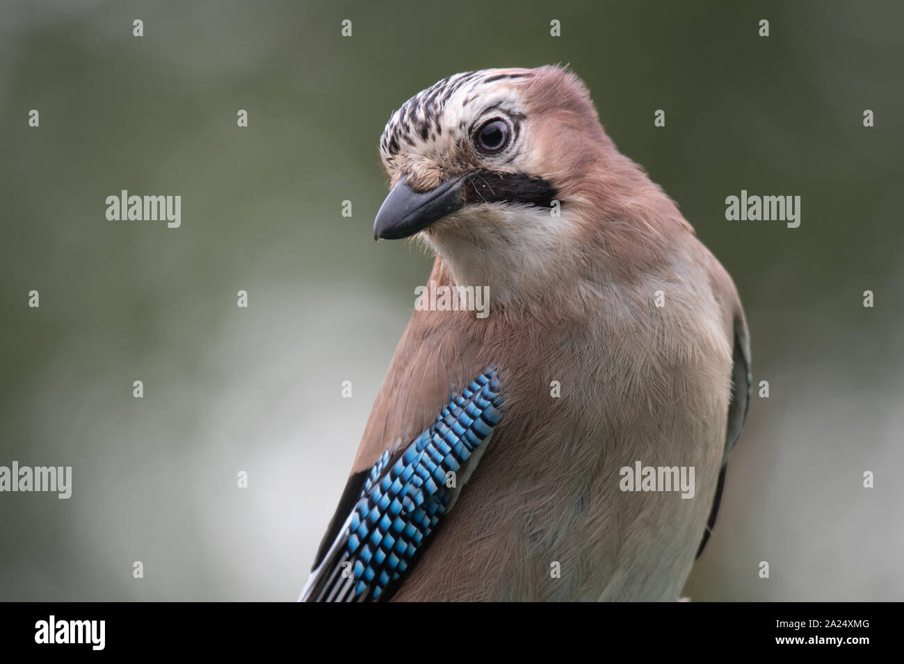 A close up half length portrait of a jay. Stock Photo