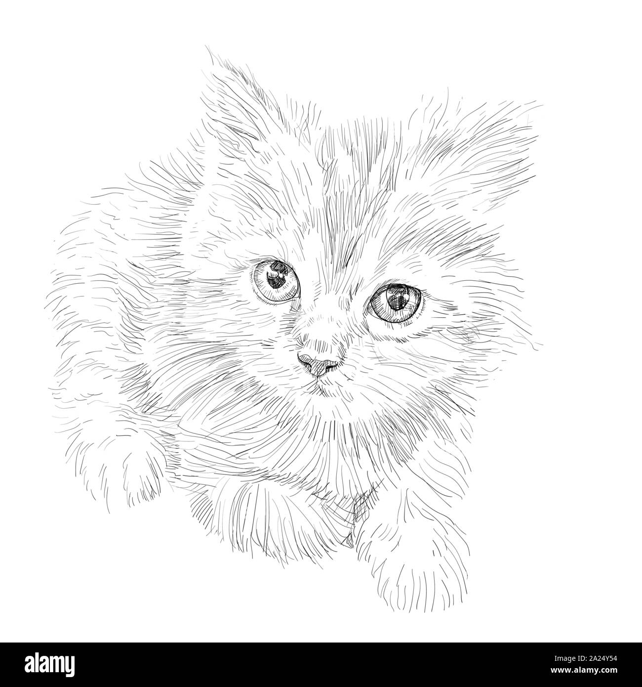kitten drawing outline
