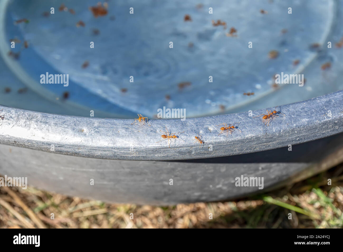 Some ants walking on the edge of the tub and lots of dead ants are in