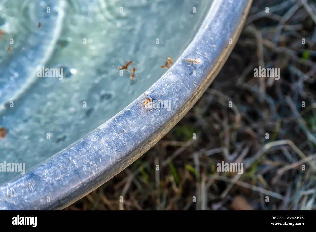 Some ants walking on the edge of the tub and lots of dead ants are in
