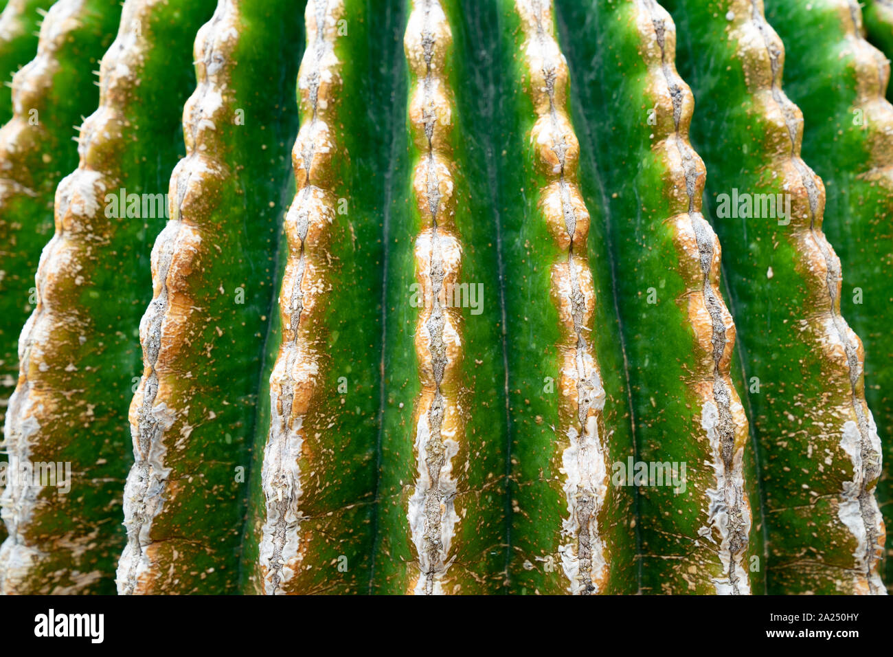 Green cactus without spikes macro view Stock Photo - Alamy