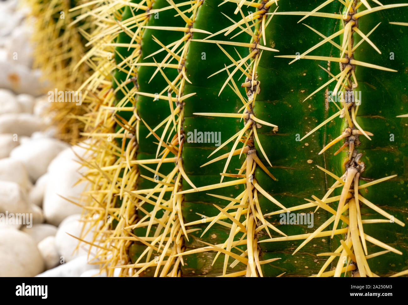 Green Cactus macro on white stones Stock Photo