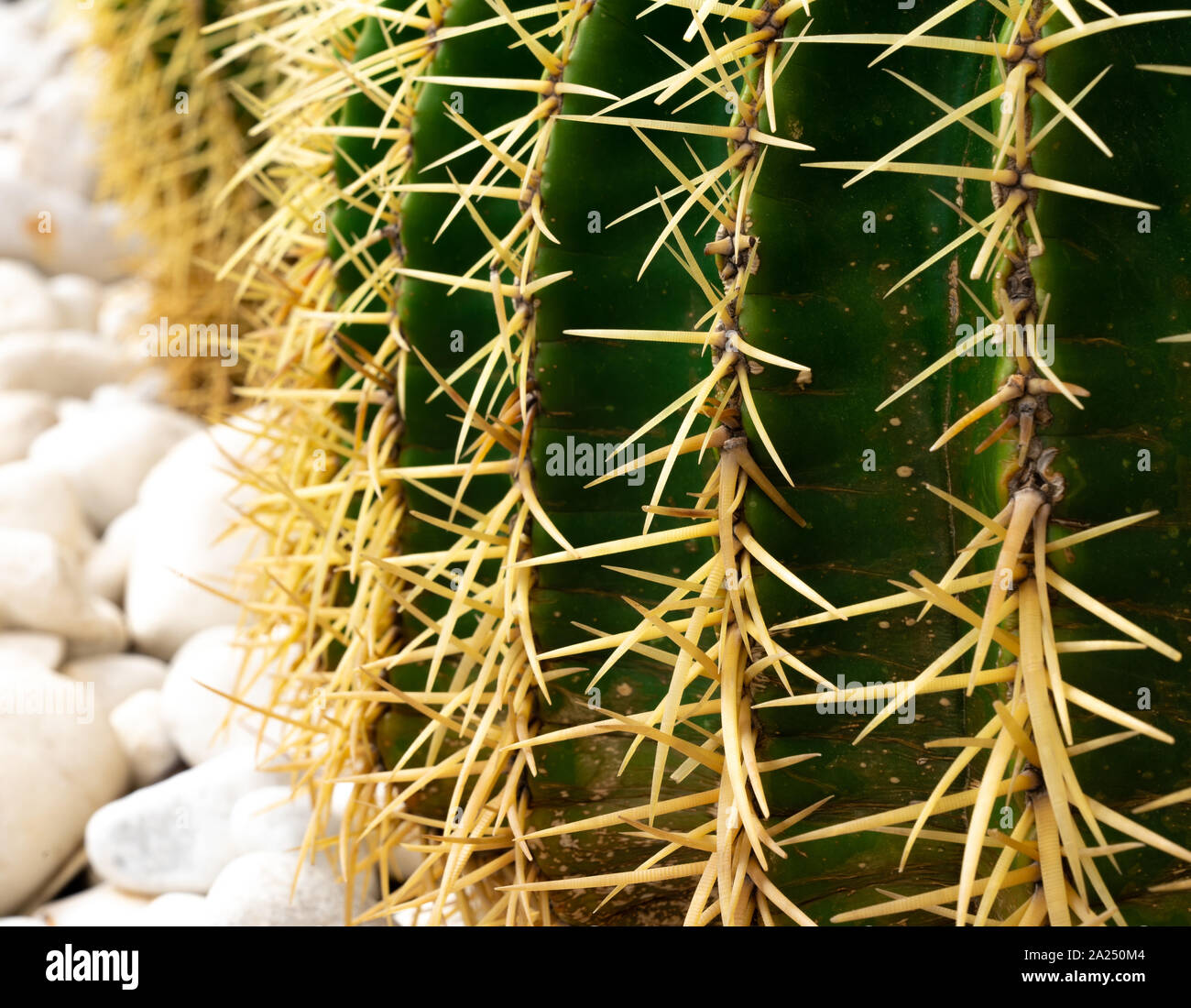 Cactus with spikes macro on white stones Stock Photo