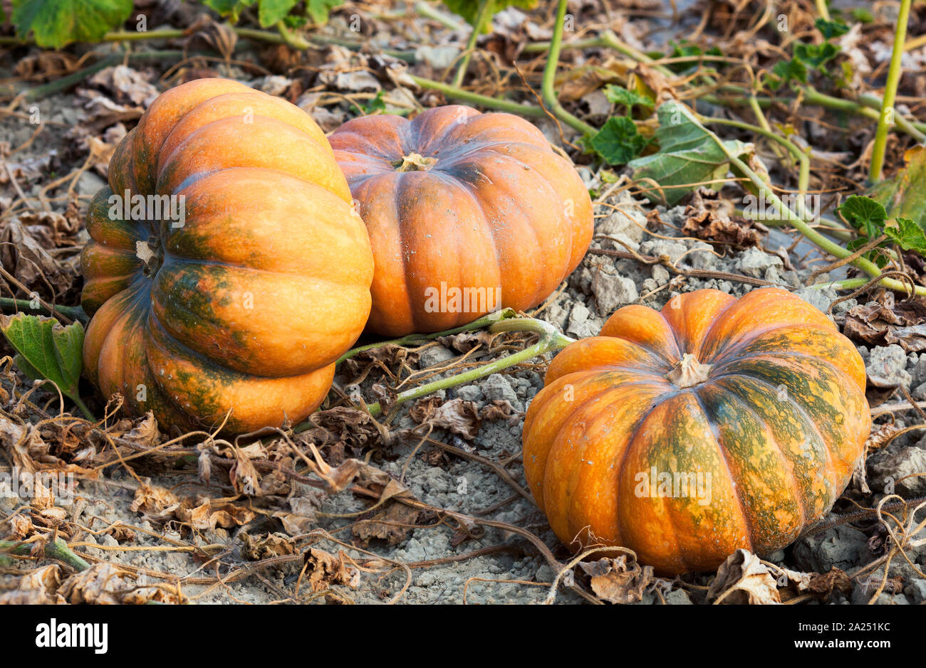 Fairy tale pumpkins in a field near Ménerbes, France Stock Photo