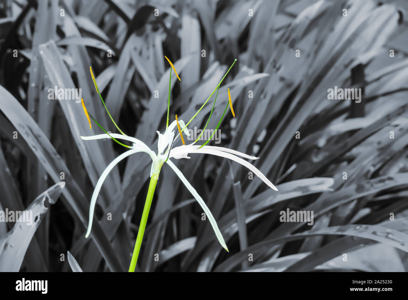 Crinum asiaticum or giant crinum lily on a nature black and white background. Stock Photo