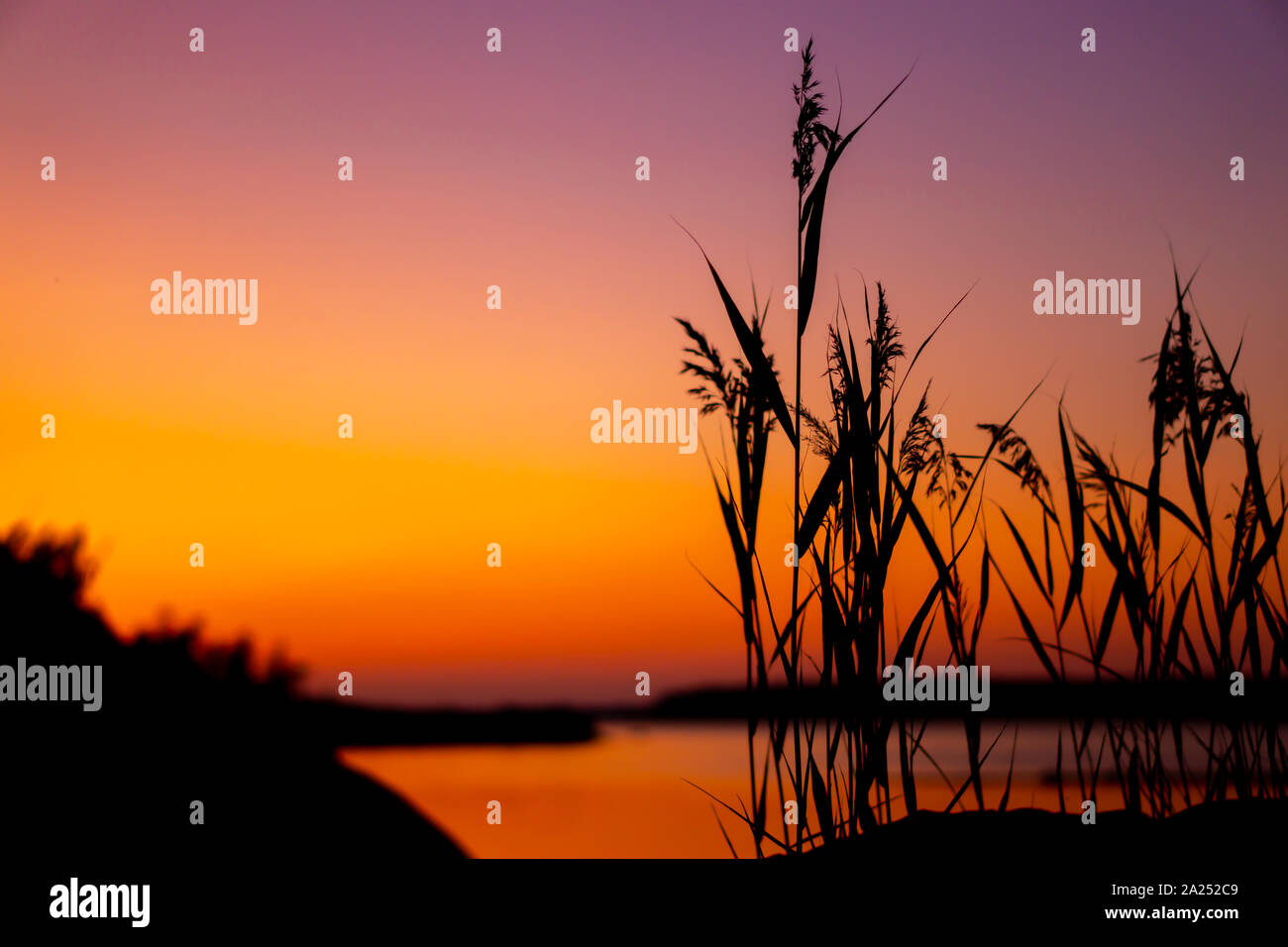 grass silhouette in sunset on lake Stock Photo