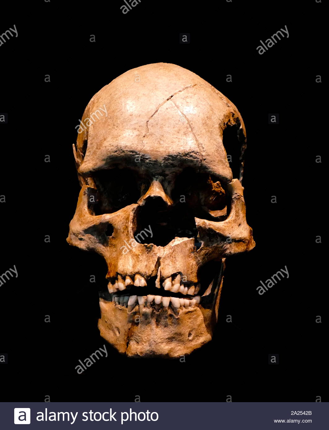 Homo aurignacensis of Homo Sapiens Sapiens.Homo sapiens (Latin: 'wise man') is the binomial nomenclature (also known as the scientific name) for the only extant human species. Homo is the human genus, Stock Photo
