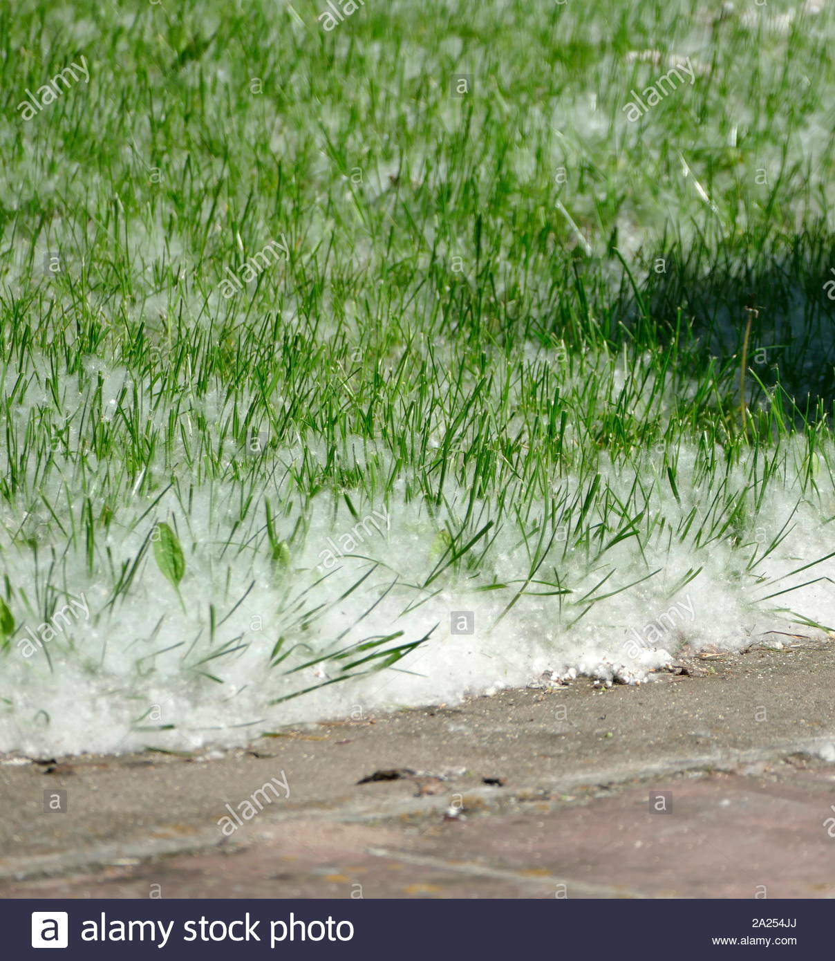 Pollen on grass in Poland 2017. Pollen count is the measurement of the ...