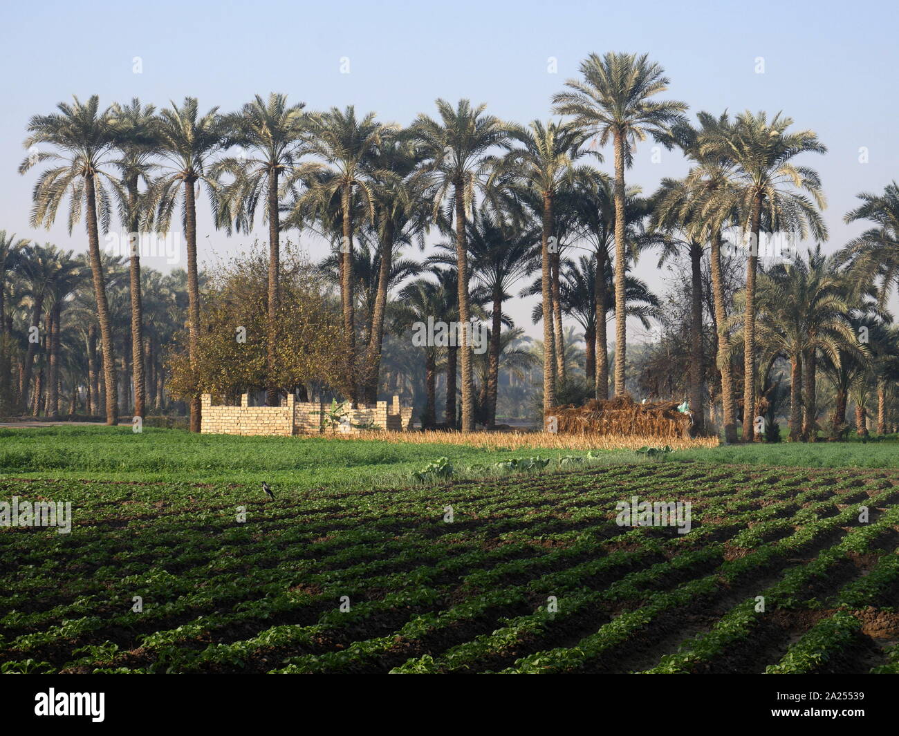 Fertile vegetation along the River Nile in Egypt. commonly regarded as the longest river in the world,  the Nile, which is 6,853 km (4,258 miles) long, Stock Photo
