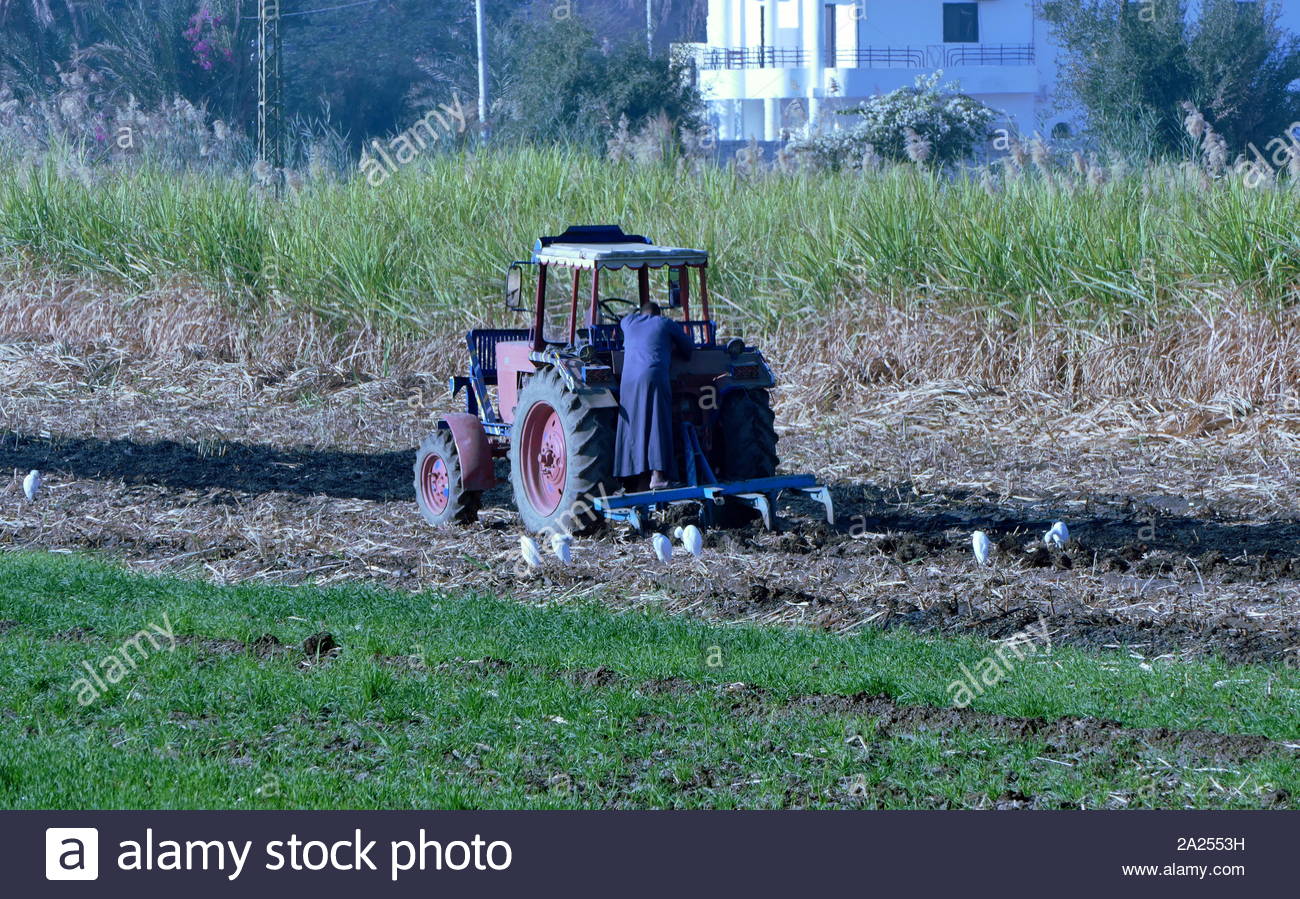 Modern farming methods on fertile land near the Nile at Luxor, Egypt. A farmer using a tractor