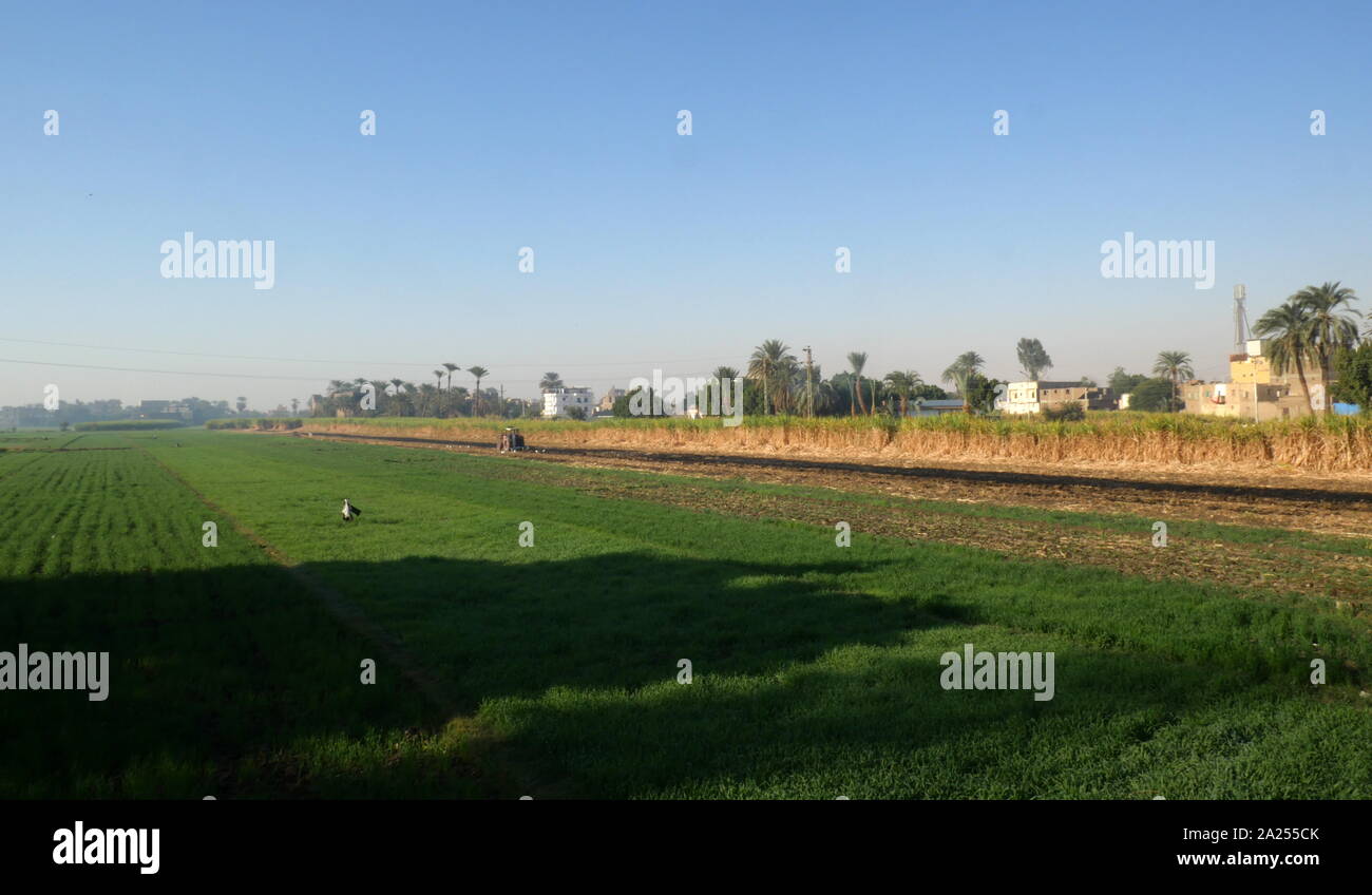Fertile farmlands along the River Nile at Luxor in Egypt Stock Photo