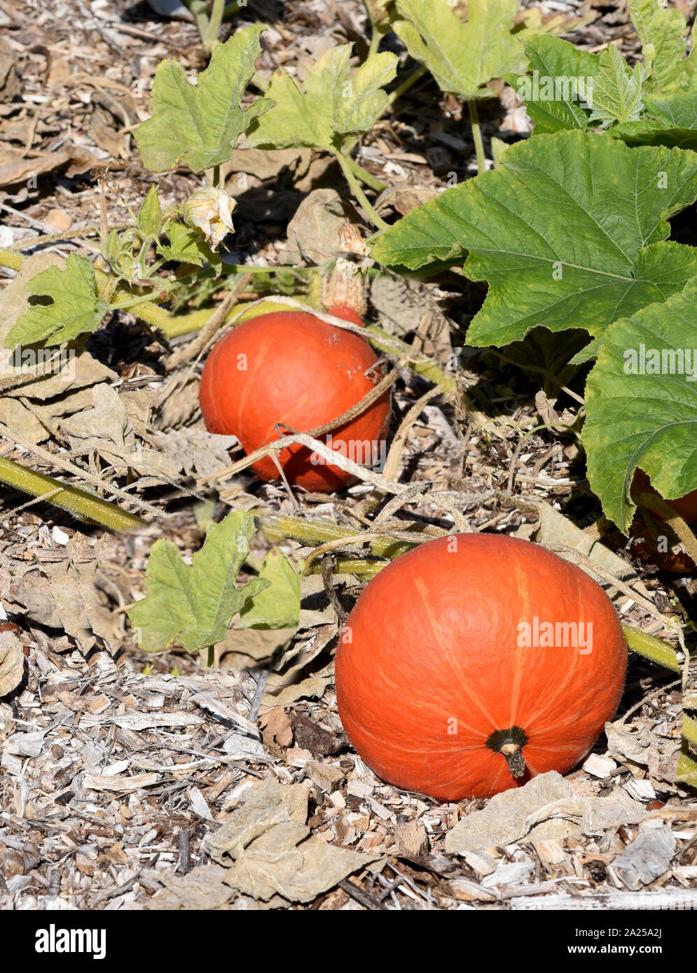 Hokkaido, ist ein Speisekuerbis und eine schoene attraktive