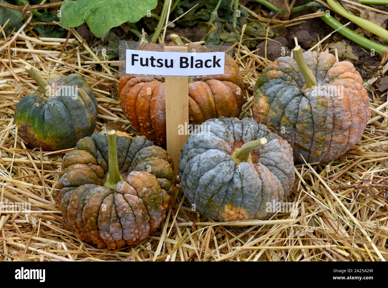 Futsu Black, ist ein Speisekuerbis und eine schoene attraktive Gartenfrucht. Futsu Black, is a Edible Pumpkin and a beautiful attractive garden fruit. Stock Photo