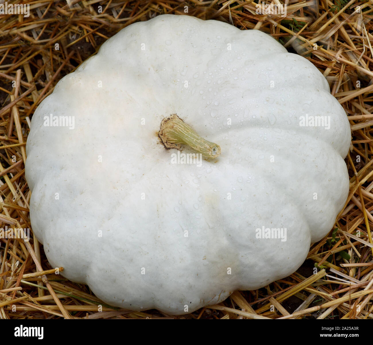Flat White Boer, ist ein Speisekuerbis und eine schoene attraktive