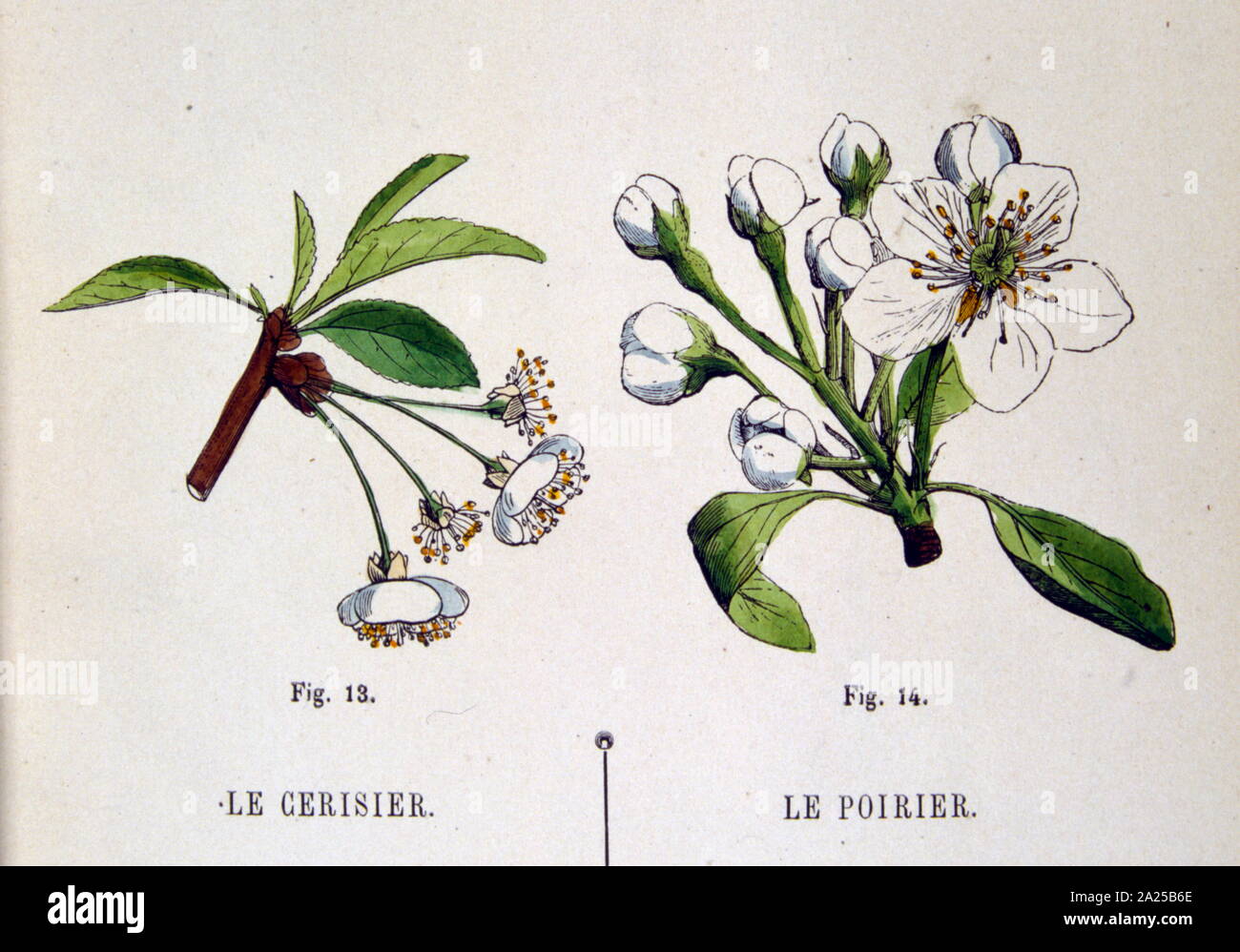 1934 French, botanical illustration of cherry and pear blossoms Stock Photo