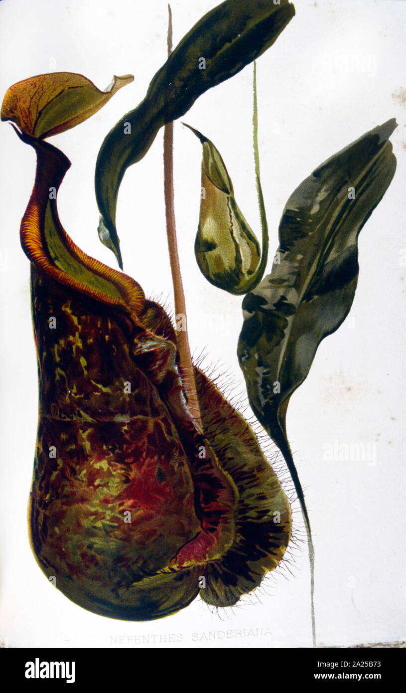 Pitcher plant illustration hi-res stock photography and images - Alamy