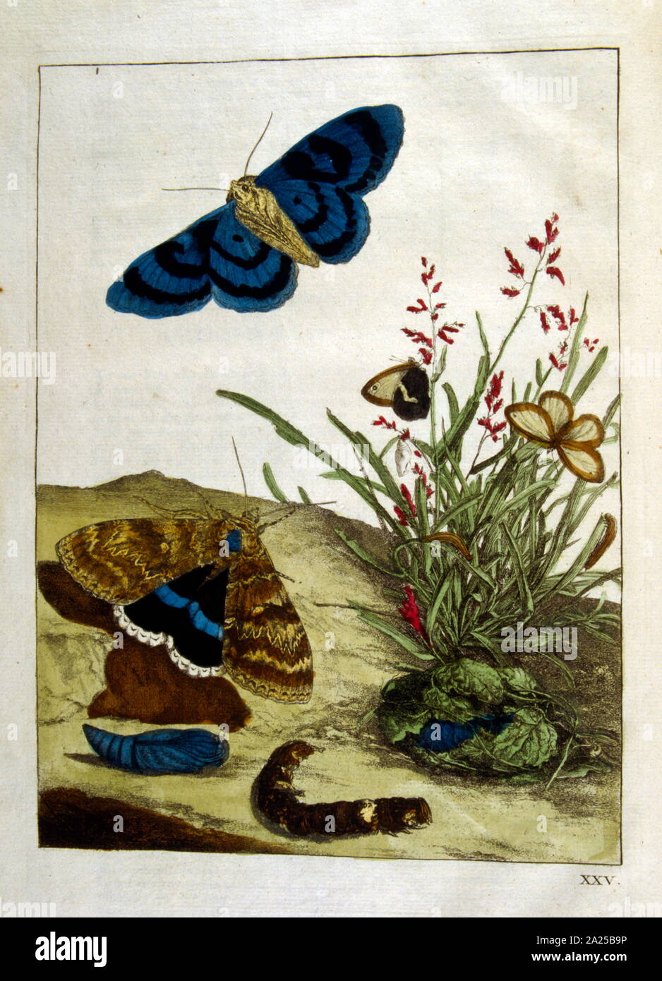 Illustration from the Dutch, botanical book, 'Naauwkeurige waarneemingen' (Accurate observations), by L'Admiral, Jacob ca. 1774 Stock Photo