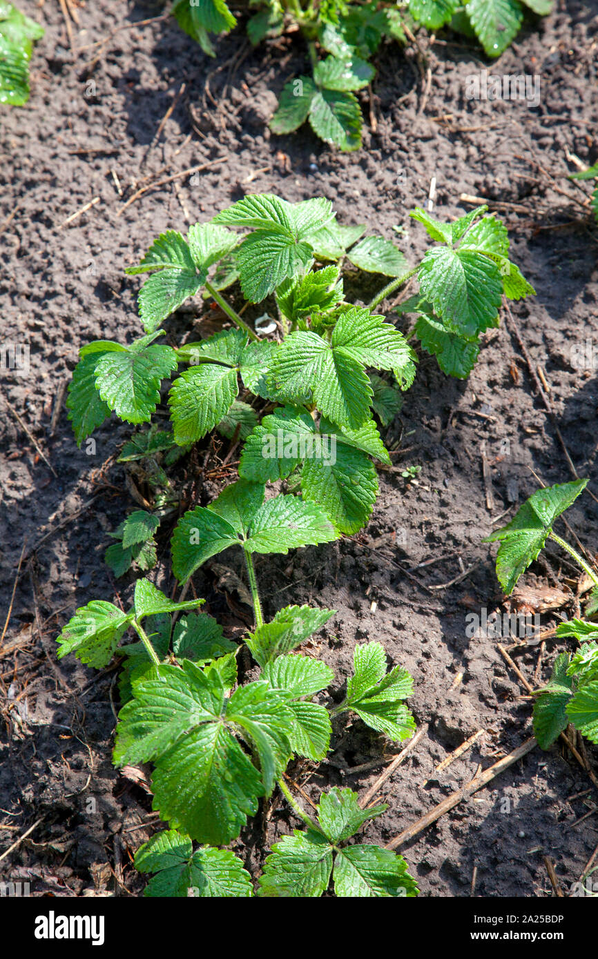 Bush of strawberry with young green leaves growing in the ground. The ...