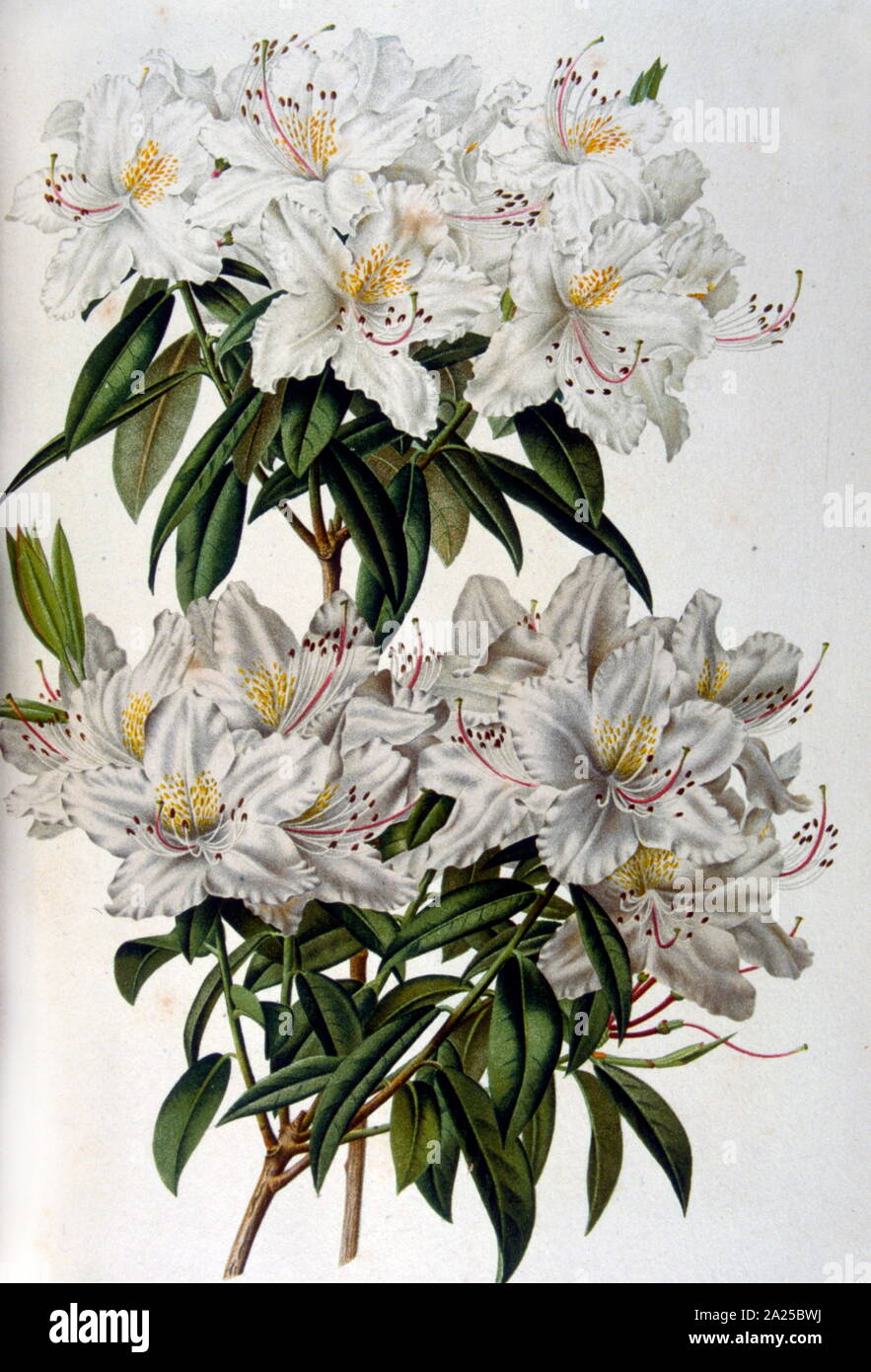French botanical illustration of white flowers, 19th century Stock Photo