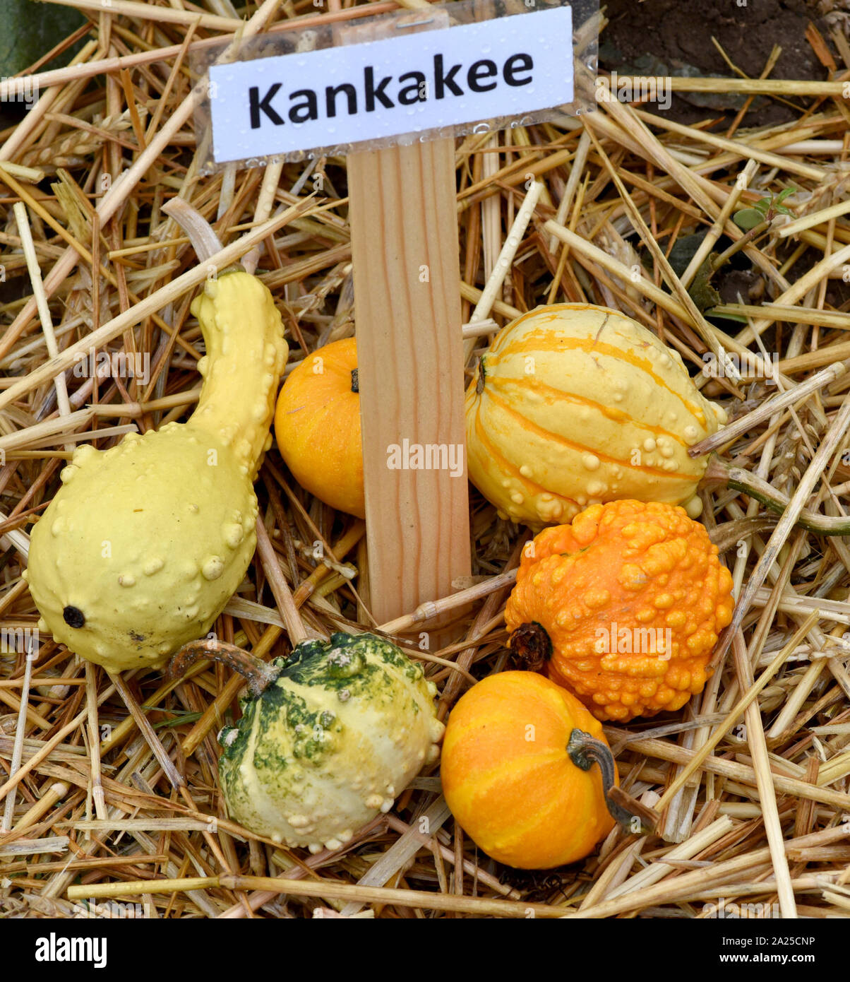 Kankakee, ist ein Zierkuerbis und eine schoene attraktive Gartenfrucht