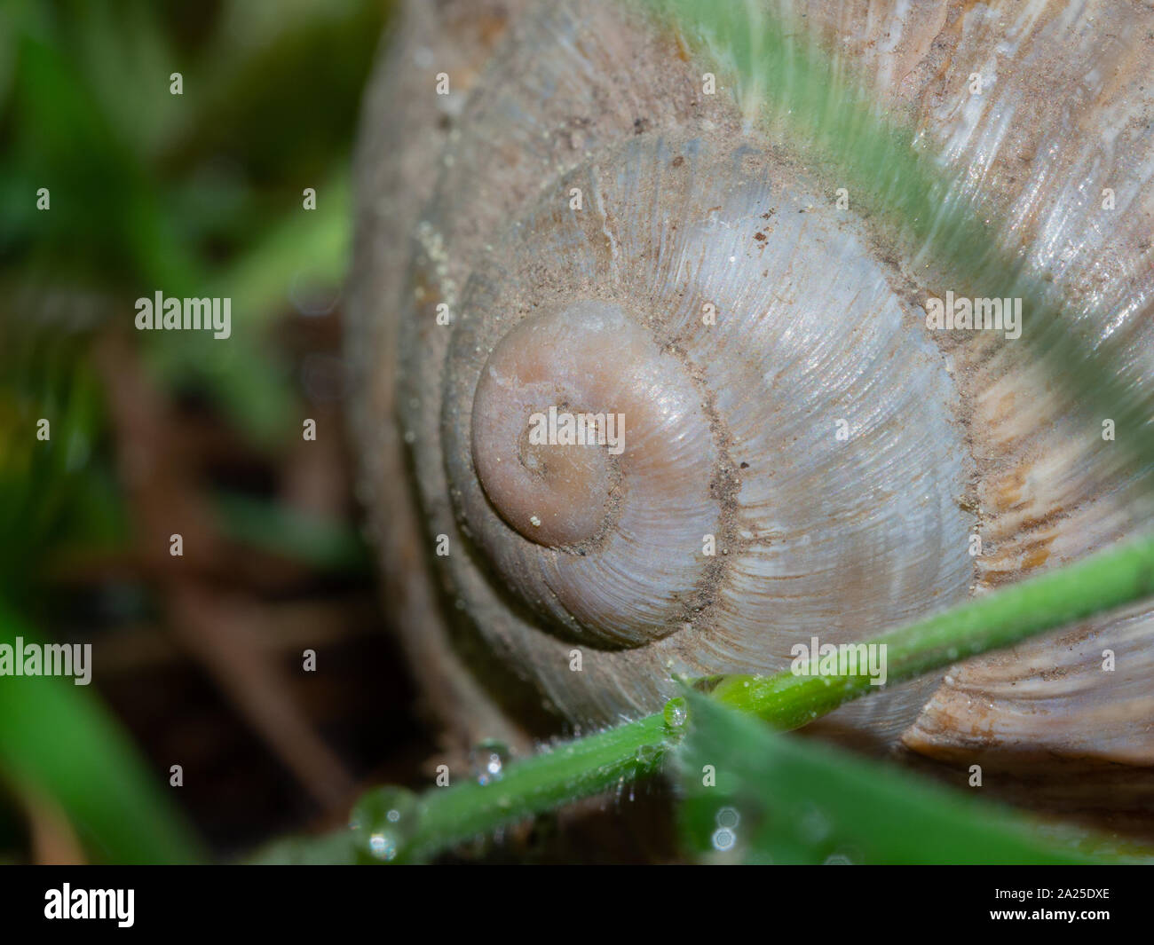Close up snail shell brown Stock Photo Alamy