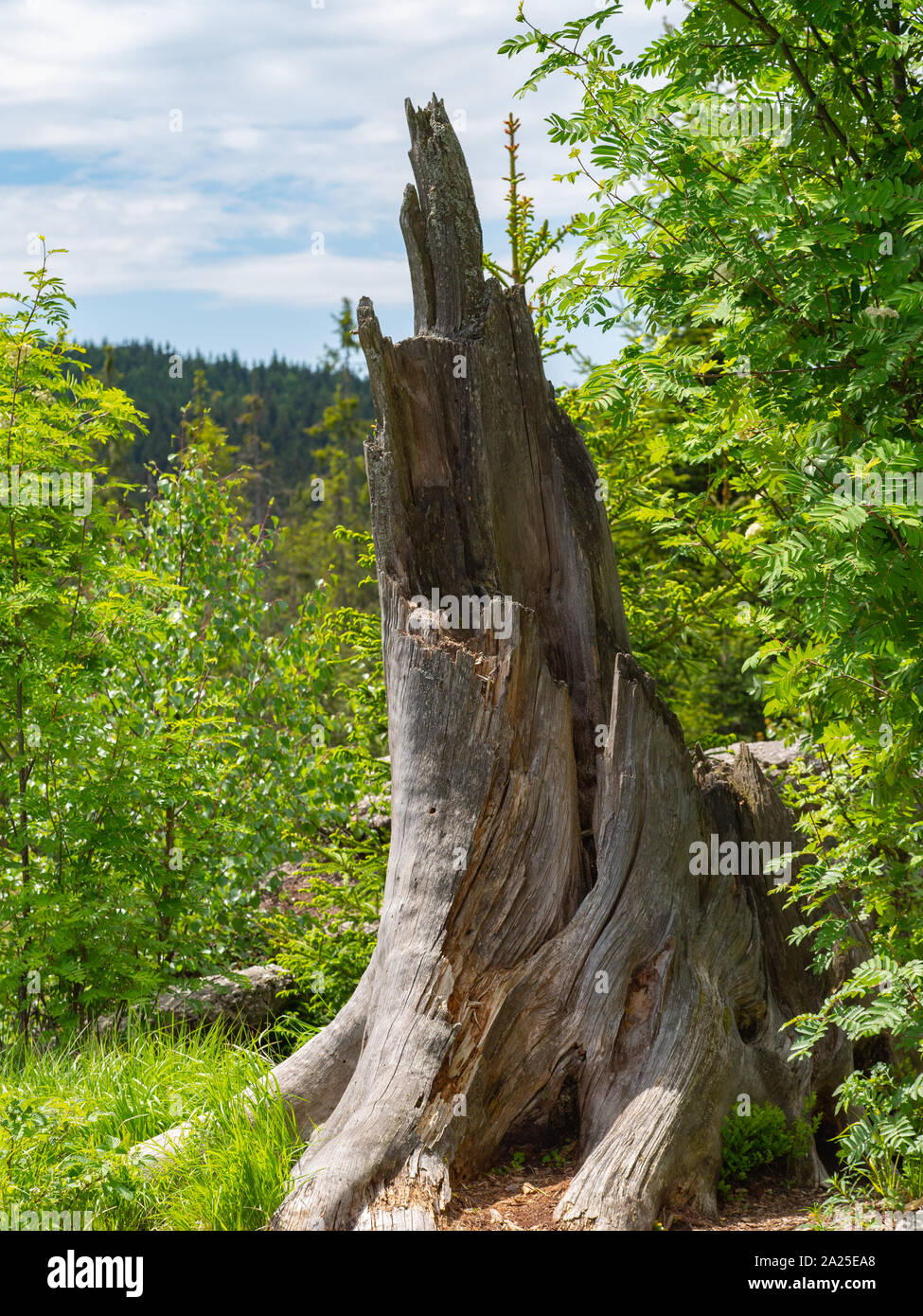 Old tree trunk Stock Photo Alamy