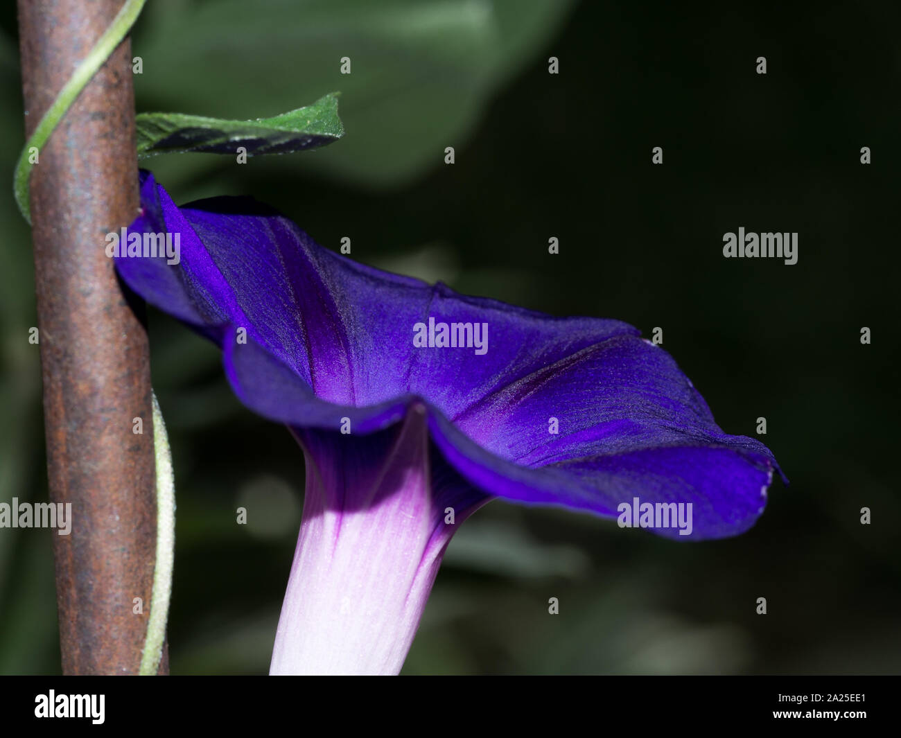 Purple bindweed closeup Stock Photo
