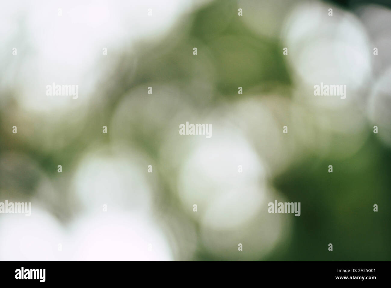 Natural forest green bokeh background Stock Photo