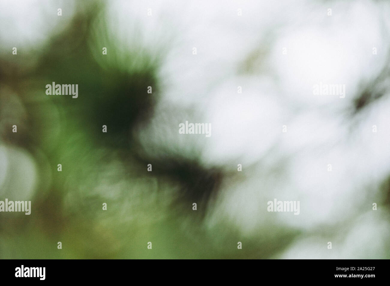 Natural forest green bokeh background Stock Photo