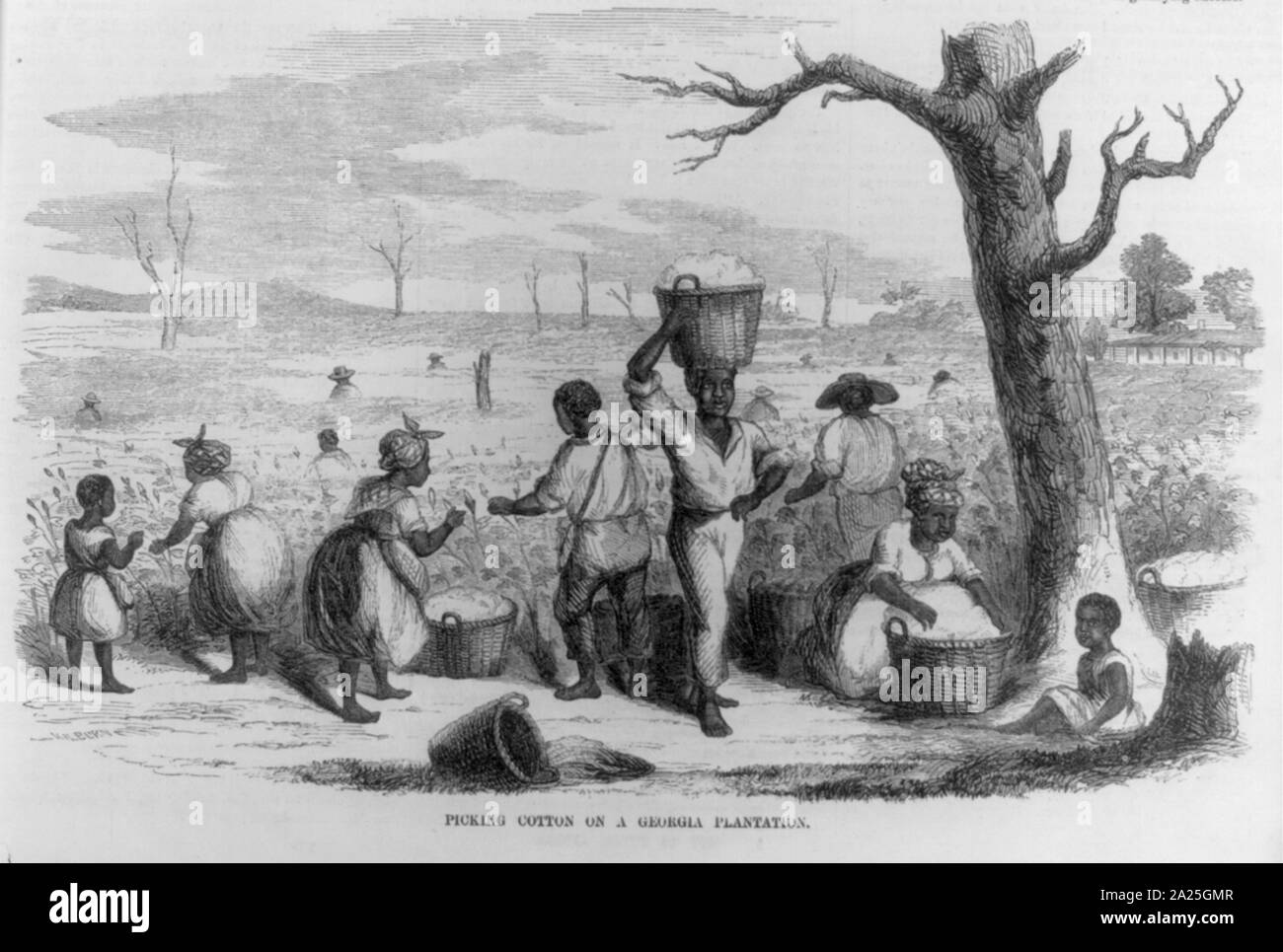 Picking Cotton On Plantation High Resolution Stock Photography and